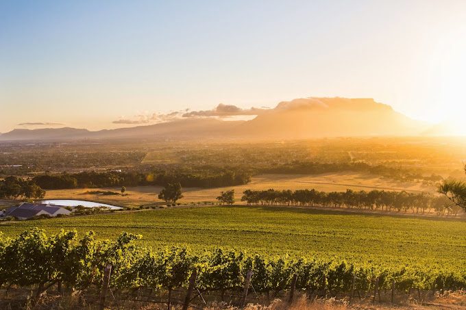 cape town wine