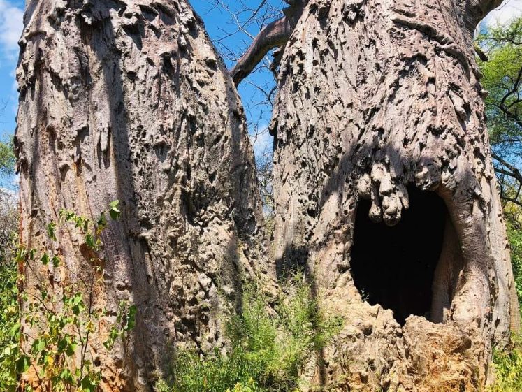 A Journey to Elsa: Reflecting on Freedom at Meru National Park