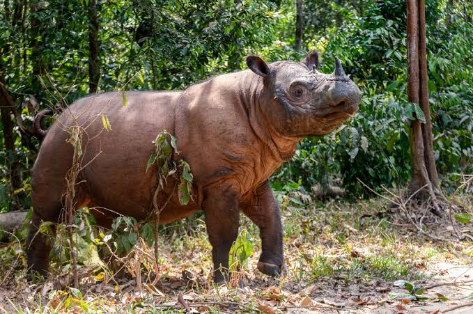 rhinos